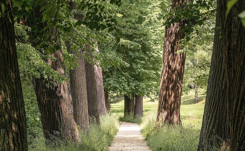Parkgärtnerei im Fürstlich Greizer Park wird saniert