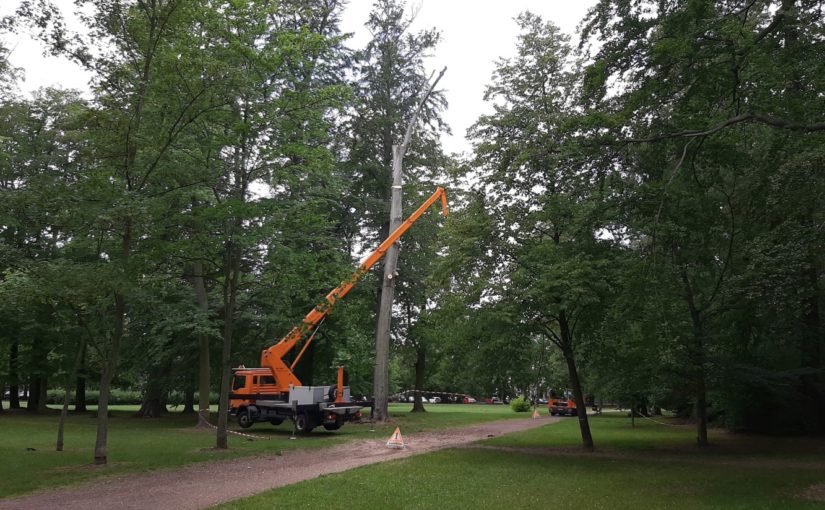 Baumpflegearbeiten im Herzoglichen Park Gotha