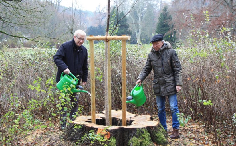Baumspende im Fürstlich Greizer Park | Ersatzpflanzung ersetzt verlorene Linde