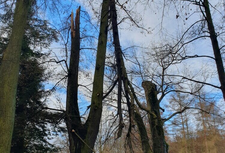 Baumverlust im Fürstlich Greizer Park