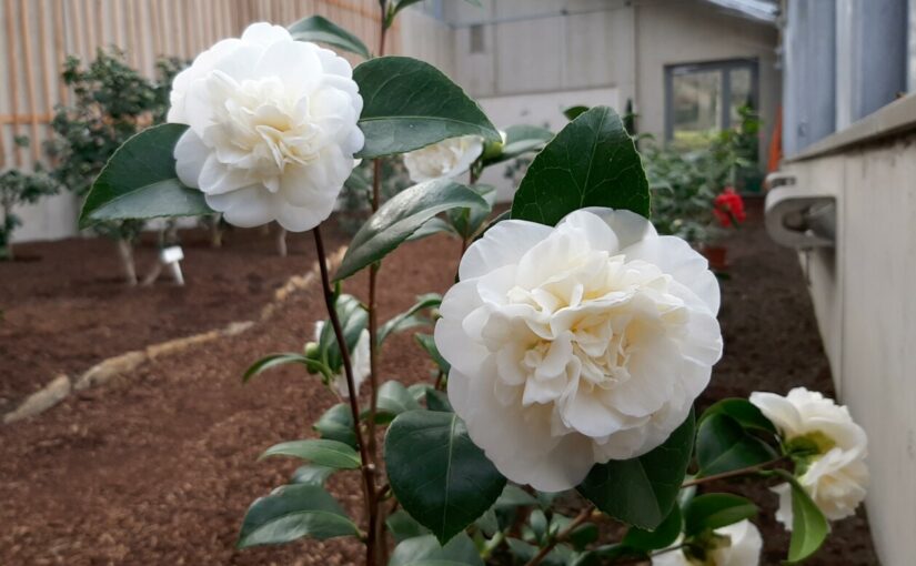 Kamelienblüte in der Herzoglichen Orangerie Gotha | Führungen ab 3. März
