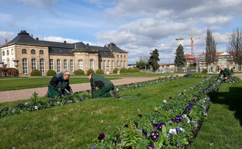 Frühjahrsbepflanzung in der Herzoglichen Orangerie Gotha