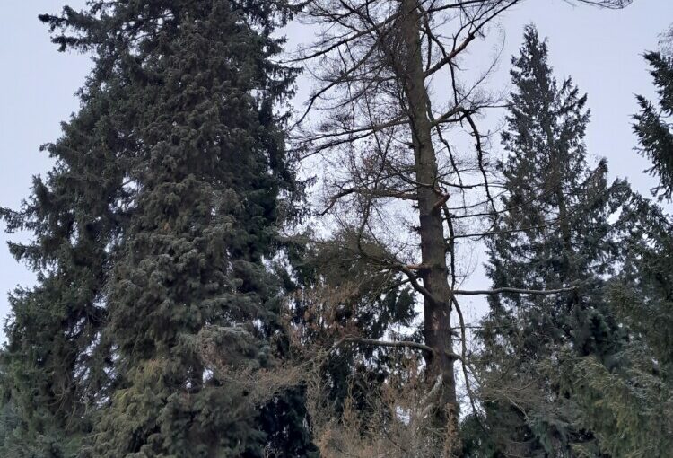 Baumpflege im Fürstlich Greizer Park