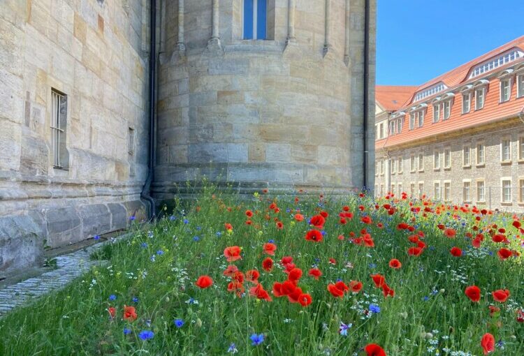 Es blüht um die Erfurter Peterskirche
