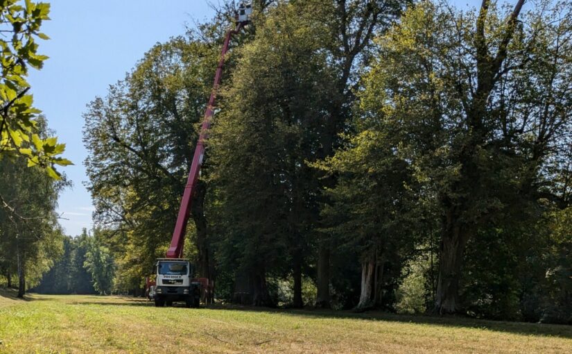 Seufzerallee im Fürstlich Greizer Park wieder frei