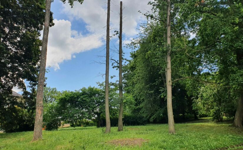 Aktionstag zum Klimawandel in historischen Parks und Gärten mit Expertenführungen | Angebote der Stiftung Thüringer Schlösser und Gärten am 28. September 2024