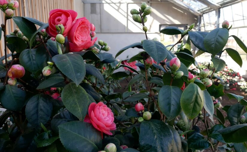 Führungen zur Kamelienblüte in der Orangerie Gotha