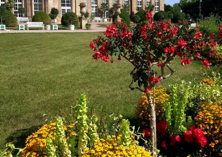 Sommerliche Blütenpracht in der Herzoglichen Orangerie Gotha